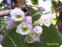 Dendrobium lamellatum